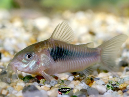 corydora aeneus