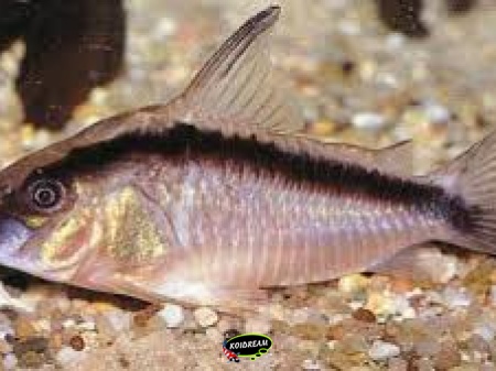 Corydora Arcuatus
