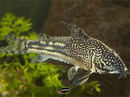 Corydora Barbatus