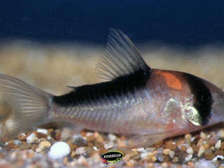 Corydora Duplicareus