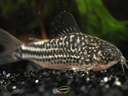 Corydora Elegans