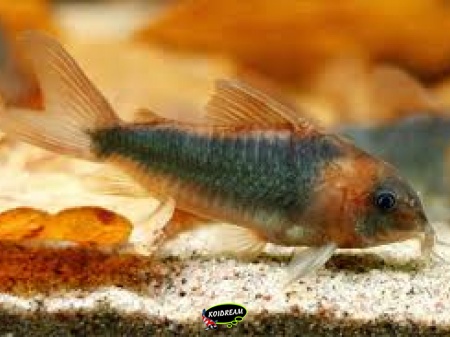 Corydora Eques
