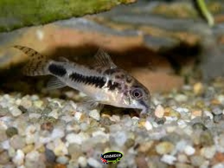 Corydora Habrosus