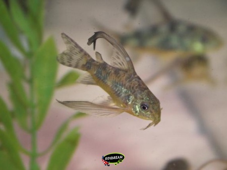 corydora paleatus sluier