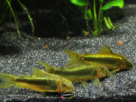 Corydora Peru Green Lazer