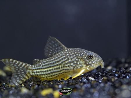 Corydora Sterbai