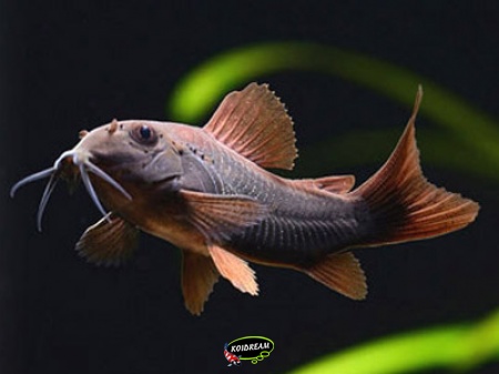 Corydora Venezuela Black
