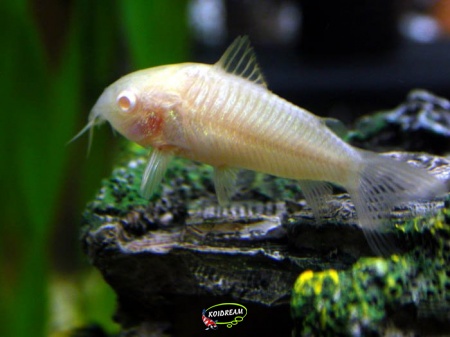Corydoras albino