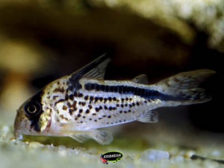 Corydoras loxozonus