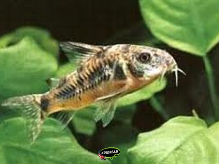corydoras paleatus