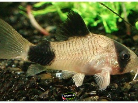 Corydoras Panda