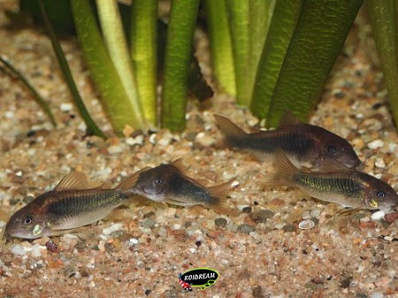 Corydoras peru gold stripe