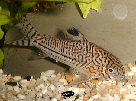 corydoras trilineatus