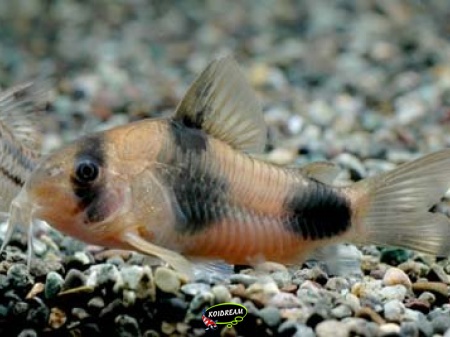Corydoras weitzmani