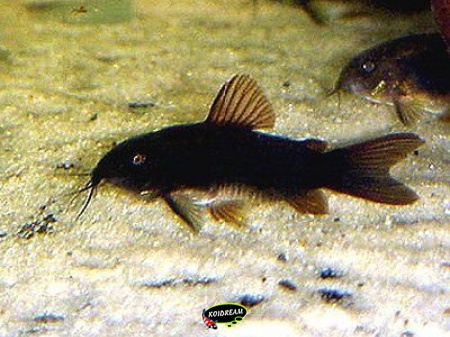 corydoras zwart
