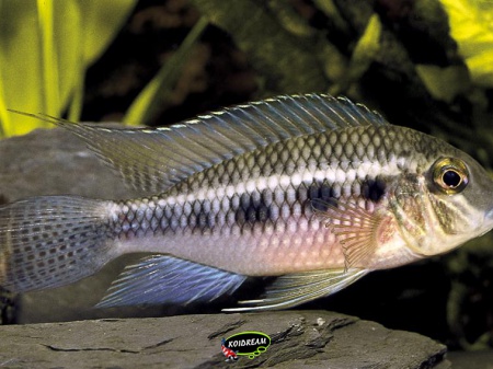 Crenicara punctulata - Herculescichlide