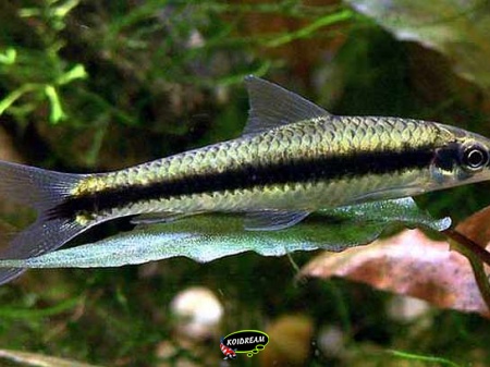 Crossocheilus siamensis