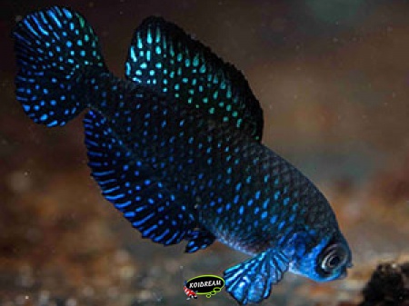 Cynolebias nigripinnis