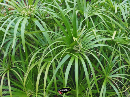 Cyperus alternifolius - Parapluplant