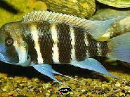 Cyphotilapia frontosa