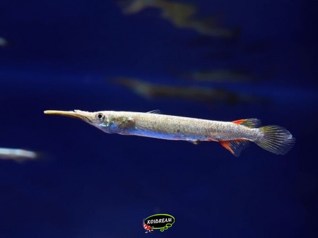 Dermogenys pusillus 
