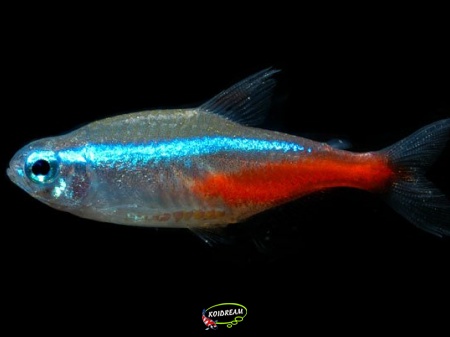 Diamant Neontetra