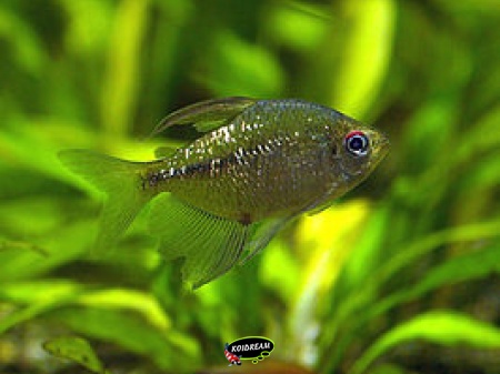 Diamant Zalm
