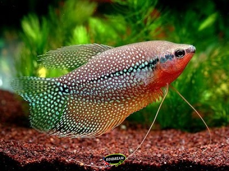 Diamantgoerami