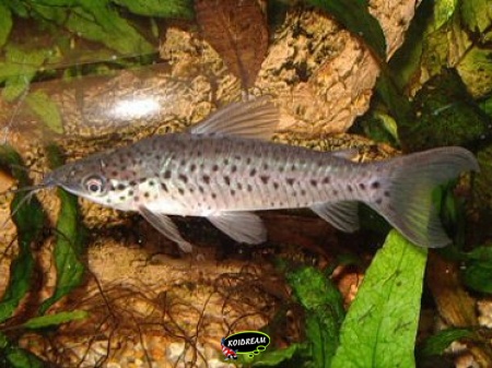 Dianema Longibardis