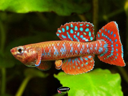 Diapteron abacinum 