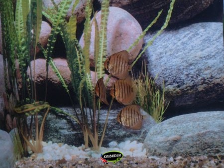 Discusvis Alenquer