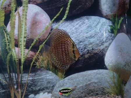 Discusvis Brilliant Turquoise 10 cm