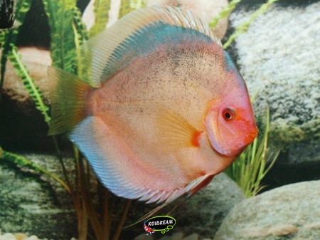 Discusvis Dark Angel 5 cm