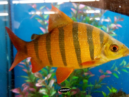 Distichodus sexfasciatus