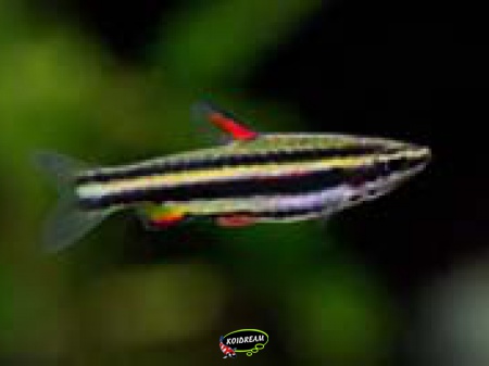 Nannostomus Marginatus - Dwerg potloodvis
