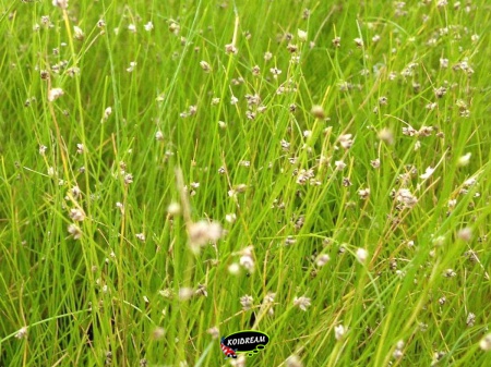 Eleocharis acicularis - Naaldgras