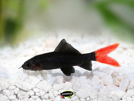 Epalzeorhynchos bicolor - Vuurstaartlabeo