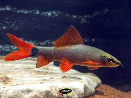 Epalzeorhynchos frenatus - Regenbooghaai