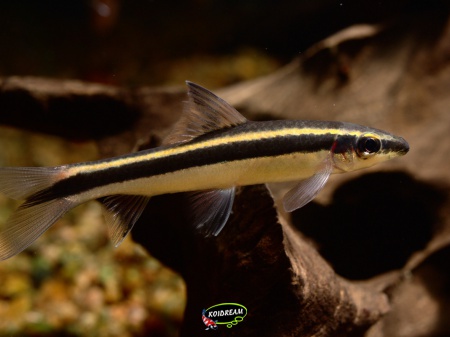 Epalzeorhynchos kalopterus