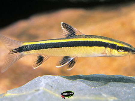Epalzeorhynchus kallopterus