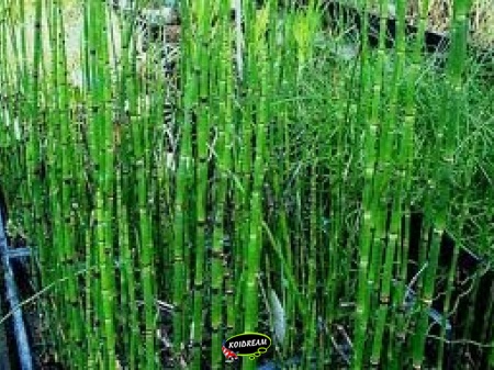 Equisetum japonicum - Japanseholpijp