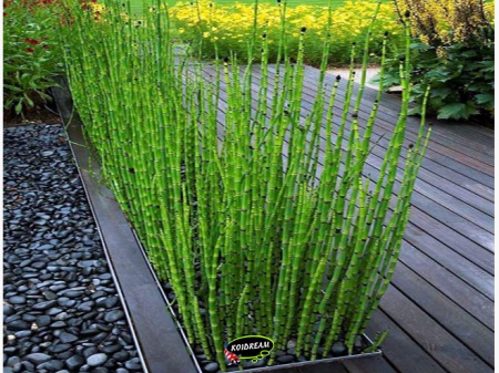 Equisetum scirpoides - Dwergholpijp