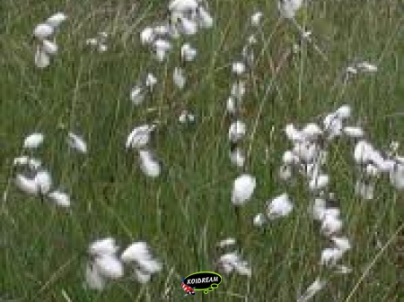 Eriophorum angustifolium - Veenpluis