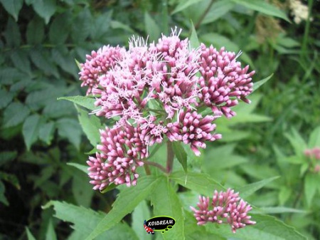 Eupatorium cannabinum - Koninginnekruid