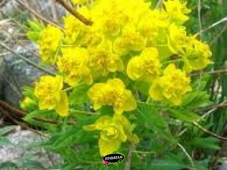 Euphorbia palustris - Moeraswolfsmelk