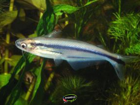 Eutropiellus buffei - Driestreepglasmeerval