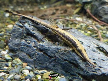 Farlowella acus - Naaldmeerval