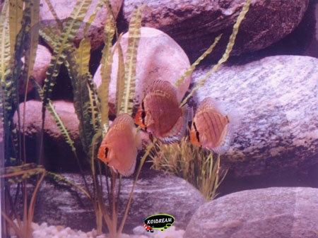 Flachen Turkis