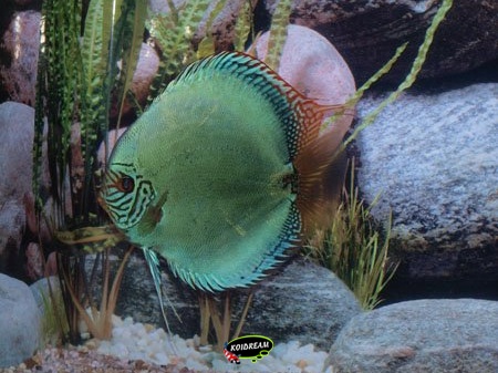 Flachen Turkis 