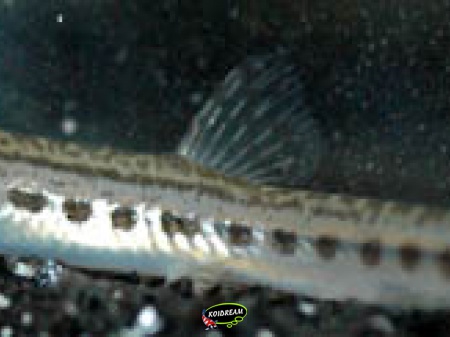 formosiana tinkhami